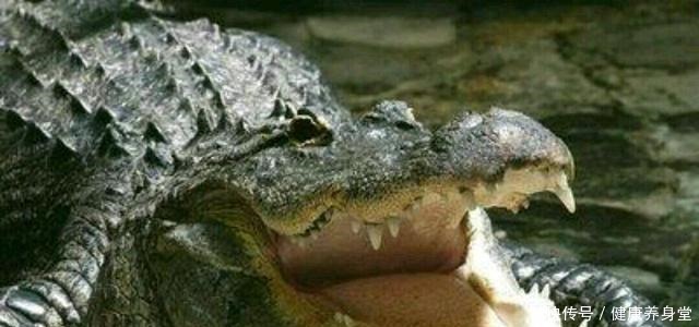 兰里岛|二战期间,曾有一支近千人的日军部队被鳄鱼消灭,是真的吗