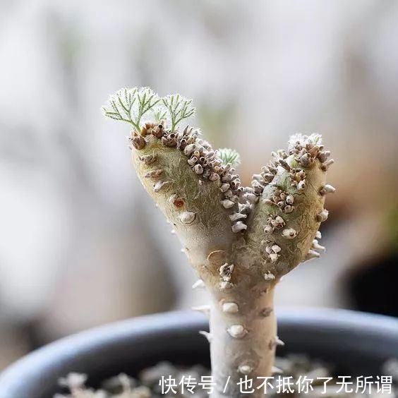 龟甲牡丹|世界上最名贵的花,一盆就是一座房子!