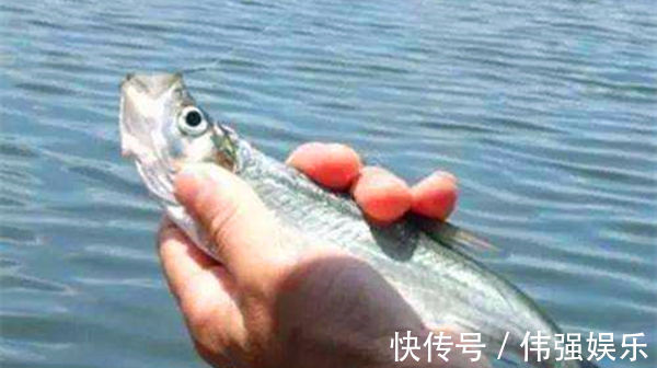 民间钓翘嘴鲌鱼的五种方法,盛夏高温鱼难钓,这种鱼反而更好钓