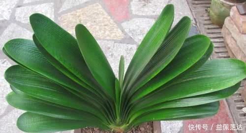 最厉害的“自配”养花营养液,给君子兰喝一勺,叶片坚挺如折扇