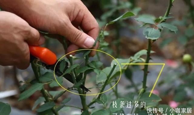 不生长|冬季给月季修剪别盲目,要学会“2看”,准时修剪才能春季开爆!