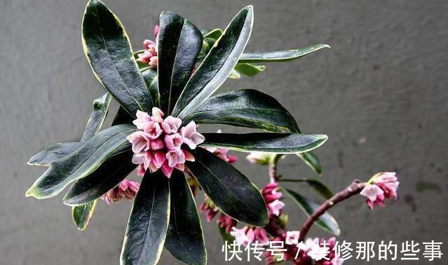 夏季养金边瑞香，这些事情不能耽误，不然萎蔫又烂根