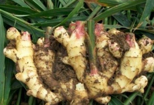 阴虚火旺|吃姜不去皮，吃错害自己！3招教你正确吃姜，很多人都在忽视