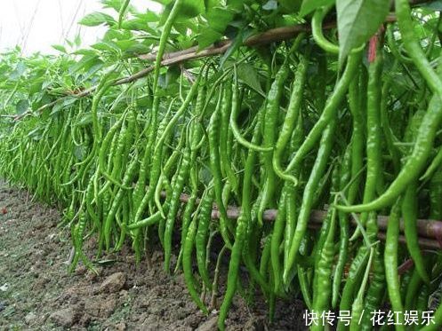 韭菜和大蒜|农村俗语“葱韭蒜,莫见面;辣对辣,叶不发”啥意思老话在理吗