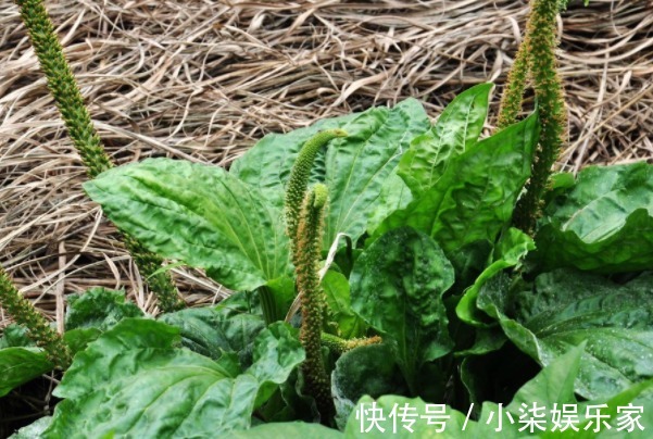 中国药典|隔三差五吃点车前草好处真不少，除治疗支气管炎，还有不少好处