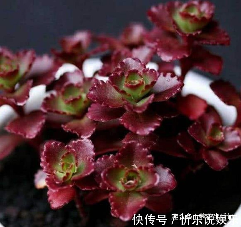 小球|养多肉小球玫瑰,做好关键环节,小玫瑰不断萌发,红红哒很好看!