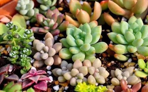 珍珠|养多肉植物,做到此3点,叶子圆润如珍珠,色似糖果五颜六色