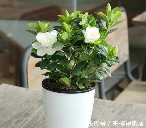 杜鹃花|3种花再喜欢,也别轻易买,虽然很漂亮,但能“养活”的人不多