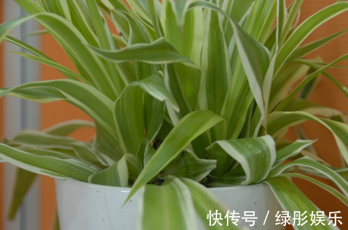 家里和办公室基本上都有的吊兰，你了解多少，真的会养吗