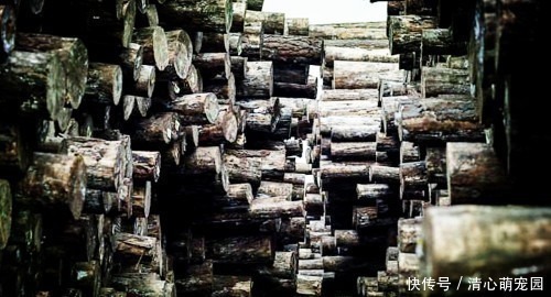 树种|农村遇到香椿木,别当柴烧,被称“百木之王”,价值堪比雷击木