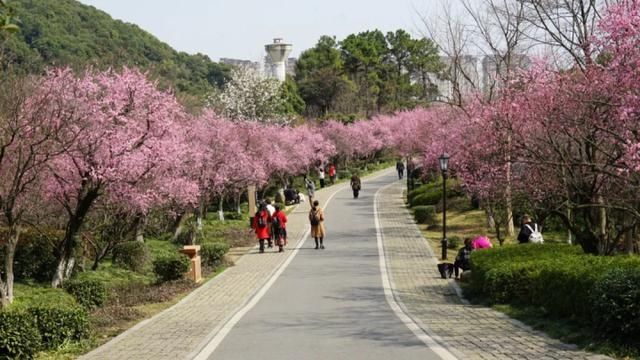 中年|粉哒哒的超山美人梅压轴登场！过了这个“春”，再“梅”这个景