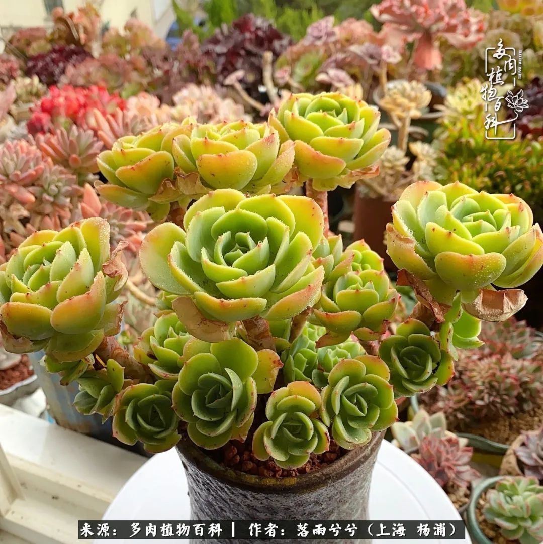 入坑7年多,从菜色到全状态,包邮区的多肉一样可以很美!