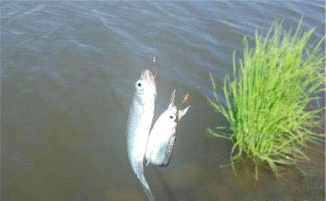 鲢鳙|夏季中午无鱼可钓?别忘了还能钓白条,肉多腥味小,比大鱼还好吃