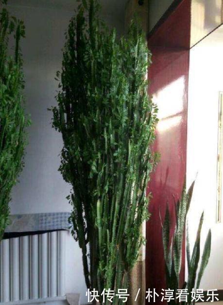 健康|“青龙骨”养得像假花做好3个要点,就能生长健康,快速爆盆