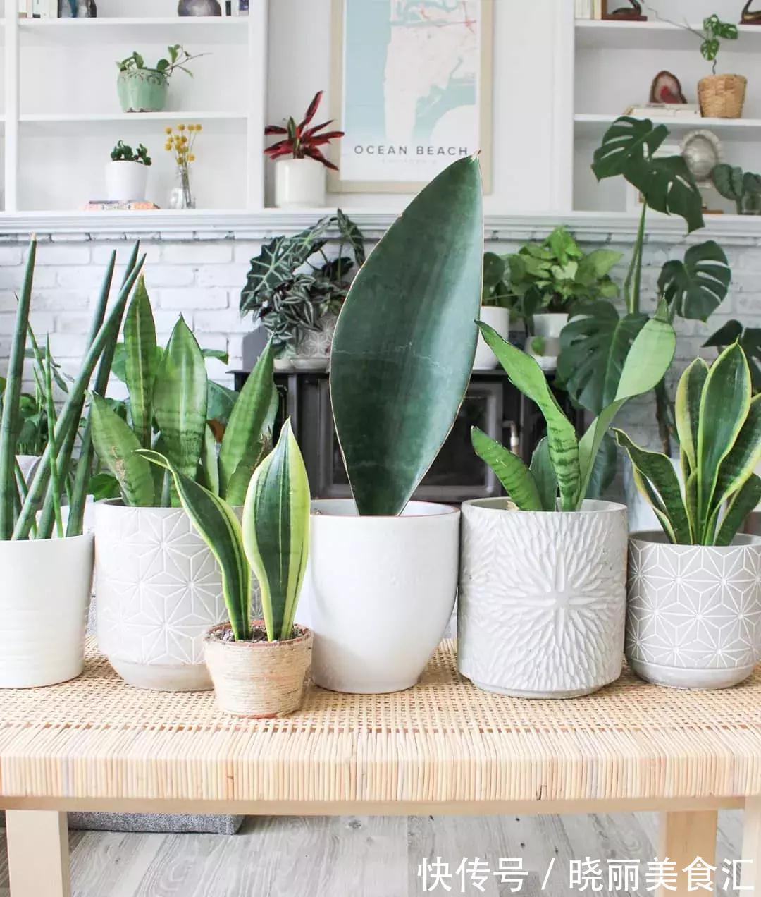 刚买的花说死就死,因为你没有做好这11点养花细节