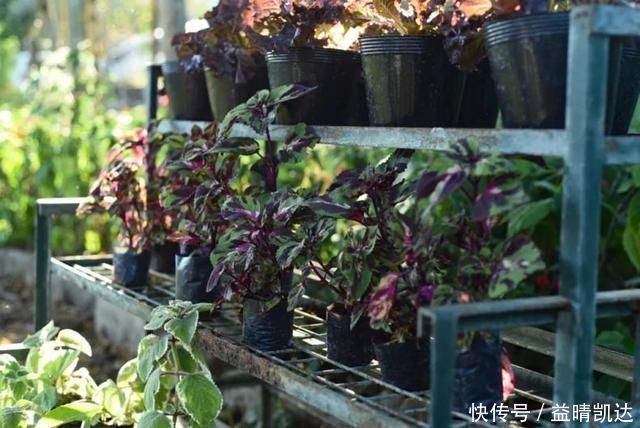 现在有个菜园才是人生赢家,450㎡可食用花园,实现你的吃货自由