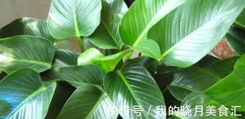 观叶植物大全，也是不需要操心开花的问题