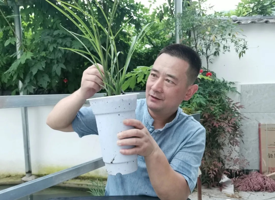 兰花|轻松看出兰花是否烂根?连花盆都不用翻,新手兰友也会看准确