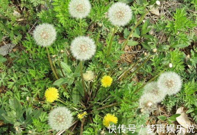 马齿苋|田间常见的“恶性杂草”,很招人烦,殊不知炖汤味更鲜,还大补