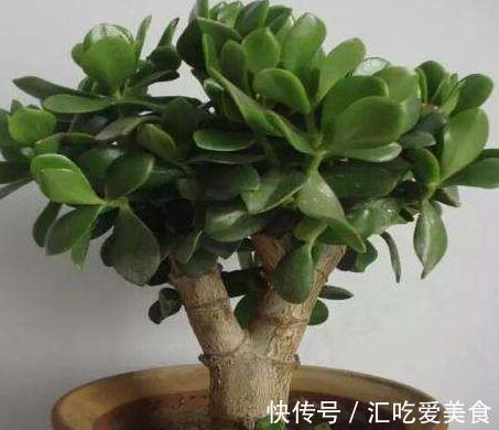 老花农养玉树20年,只做对5点,枝干粗壮,每年都开花