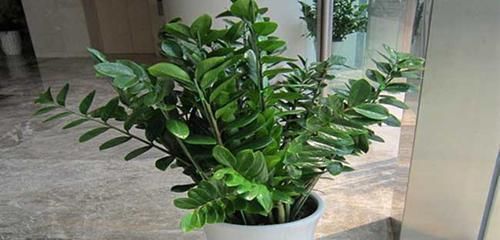 大气上档次|客厅养花选它,大气上档次,叶片油绿,空气清新,你养了几种