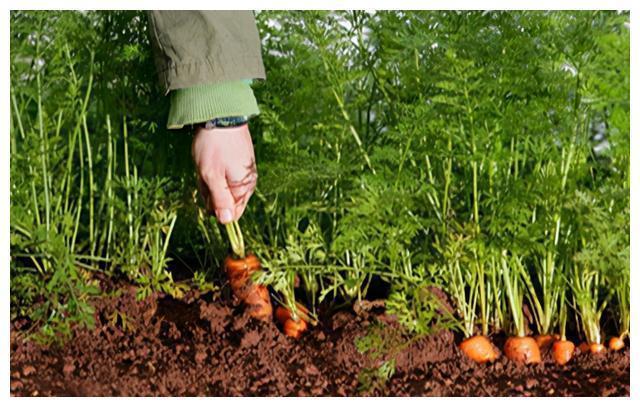 红薯叶|含钙量比牛奶还高的六种蔬菜!经常被你扔掉,营养丰富吃了还补钙