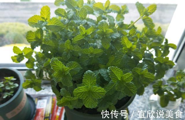 养生|薄荷这样养,叶片颜色深,长势旺,摘片叶“解毒败火”,养生必备