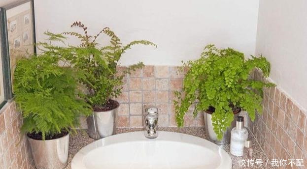 卫生间养这几盆花，味道立马不一样，家里空气好，厕所变成绿森林！