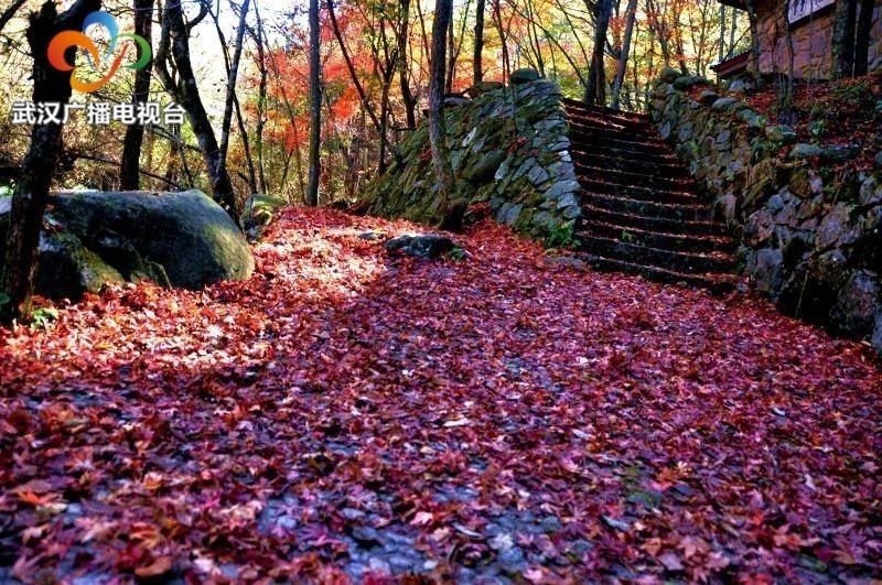  红叶|英山桃花冲邀你来赏红叶