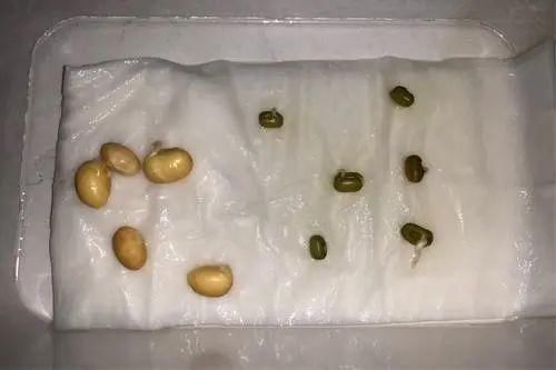 春天到了，考虑种花吗？