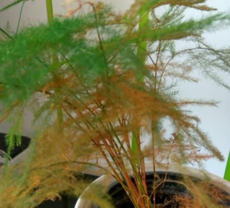 文竹黄叶不用急,换种方法养,几天恢复生机