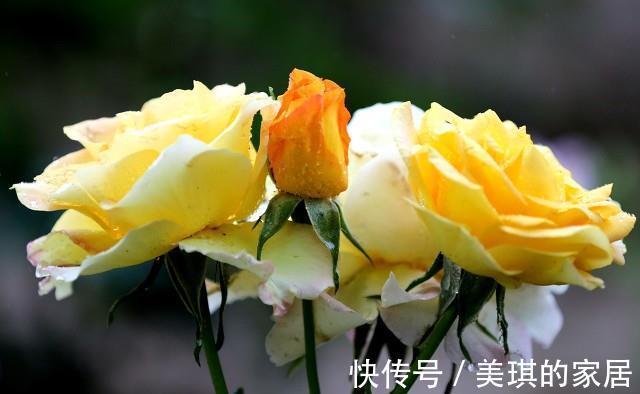 施肥|九月入手月季,赶紧做4点,上冻前还会再开花