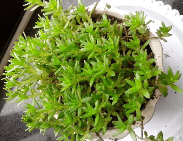 1种“野草”,农村河边常见,挖一点养盆里,比吊兰多肉好看!