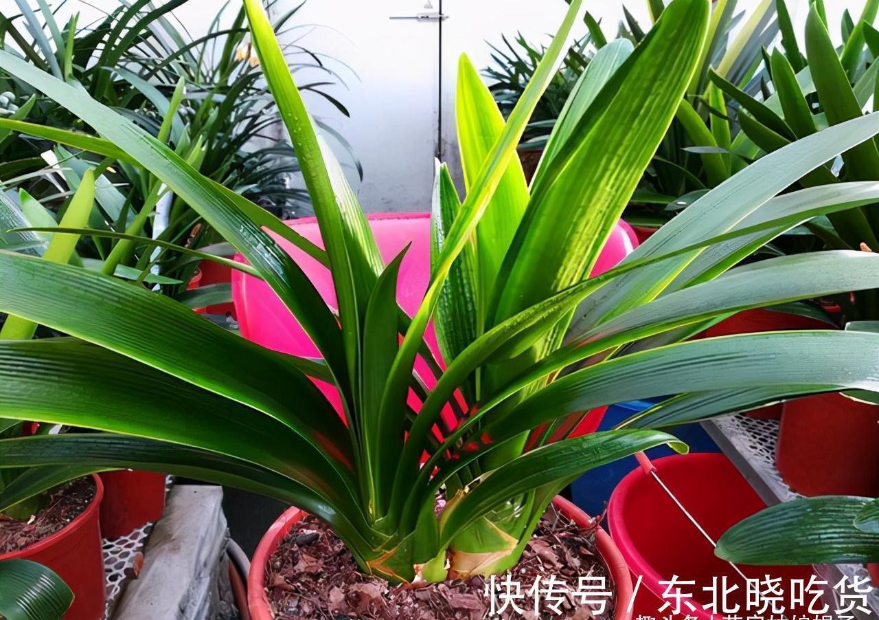 叶片|养君子兰时,当叶片出现这9种异状,能快速找出病因,及时解决