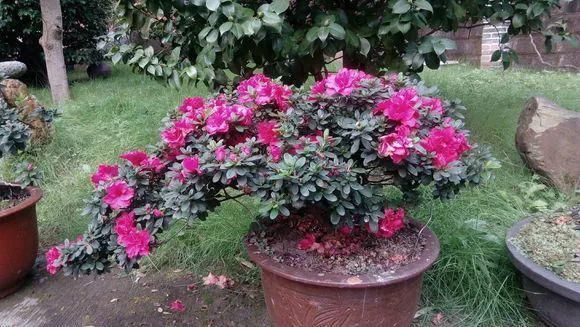 老花匠:扔4种“东西”,就是扔钱,比花肥还好用,不花钱!