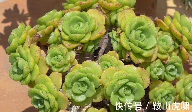 花友|6种多肉是公认的普货之王,有花友最美好的回忆,靠时间变成老桩