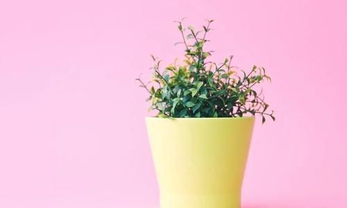 养死|这9个养护误区,导致很多人的盆栽养死,你做错了哪点了