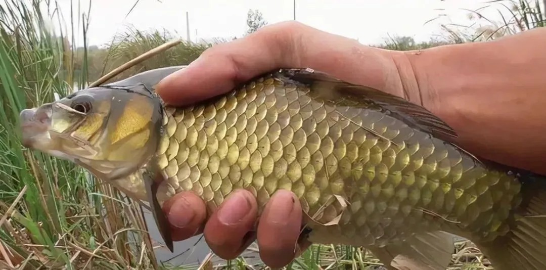 钓鱼|冬季钓鲫鱼,钓深还是钓浅?选错就是浪费窝料浪费钱