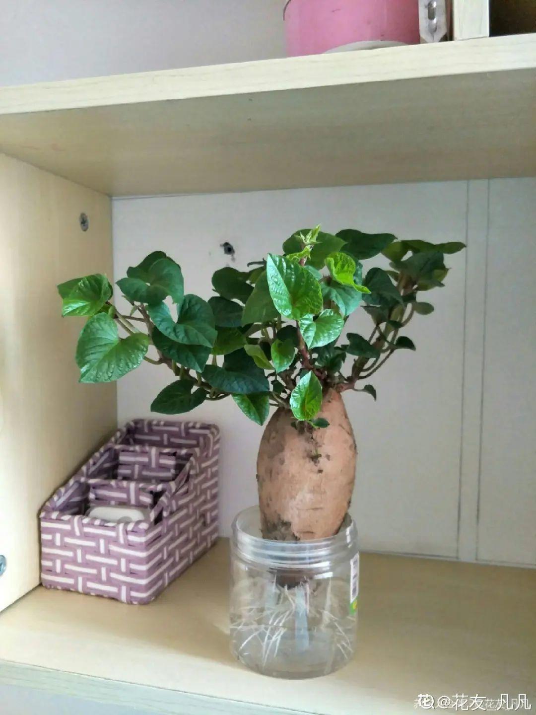 玉米棒子插盆里,7天冒出小森林,比绿萝吊兰好看