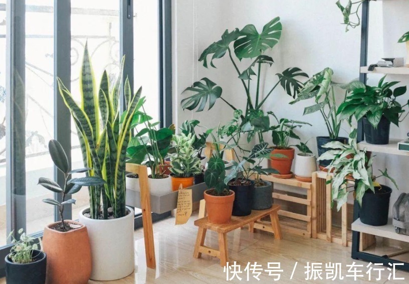 植物|室内养花,弄错这3件事,植物长不好,主人爱生病