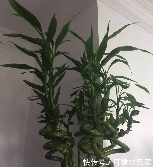 转运|4种“转运”花,能为家人带来好运,寓意大富大贵,新年健健康康