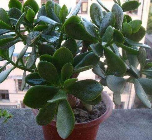 室内这“3处”别养花,不见叶、不开花,摆一盆“死”一盆