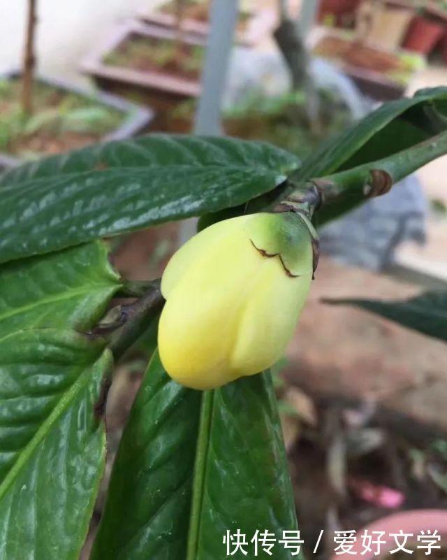 开花|李时珍用尽一生也未能找到的它，在杭州植物园开花啦