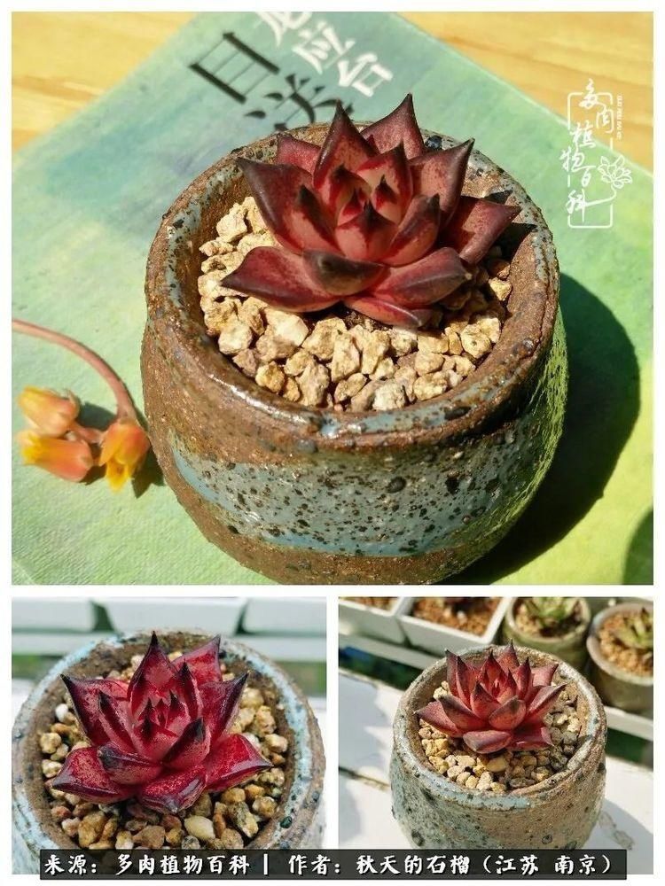 渡劫归来的肉肉,谁是谁的前世,谁又成了谁的今生