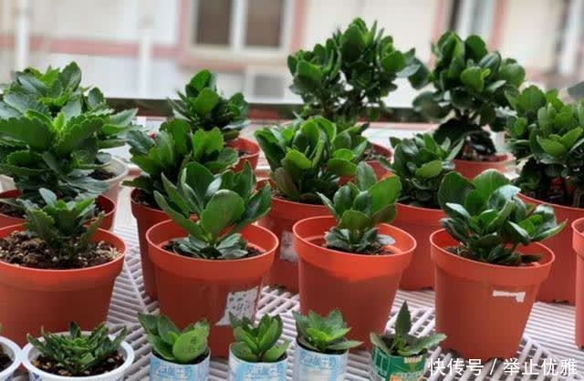 春天别光顾着施肥和浇水,8种花“见土生根”,趁着春季多繁殖