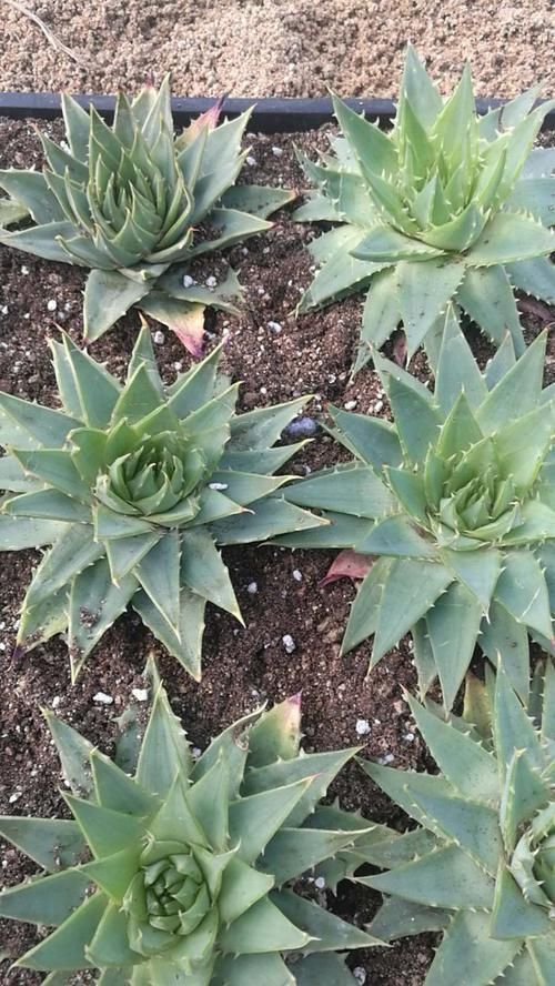 芦荟中的“女王”，价格不菲很少见，做好2点叶片肥厚“转圈圈”