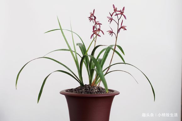 新手养兰花,4个误区别犯,不然好心办坏事,等着收空盆