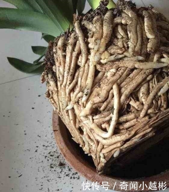 根部|养了10年的君子兰打翻,看清它根部后,还敢养这些植物吗?