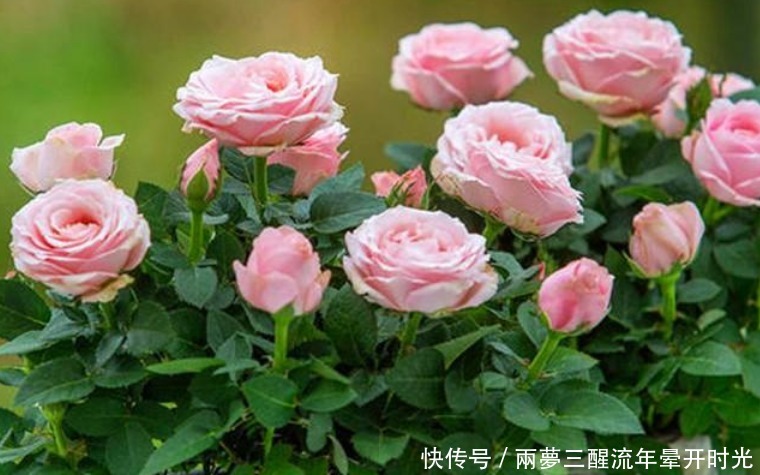 养花就养“4种花”,不怕热、不怕冷,适合新手养,轻松养爆盆!