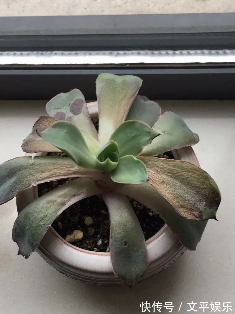 一组逆袭成功的多肉给它时间，它就会给你好看！